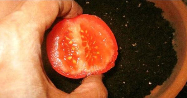 Como germinar y sembrar tomates en casa