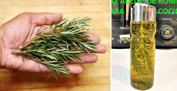 Como hacer aceite de romero casero para cocinar