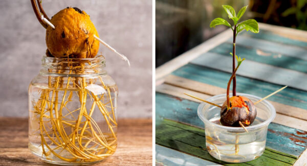 Como hacer para germinar un hueso de aguacate y crezca una planta