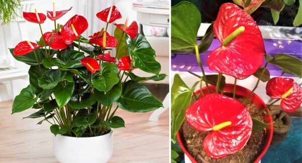 Como hacer que florezca un Anturio