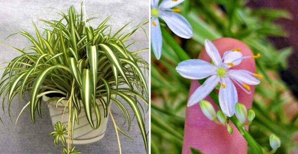 Como hacer que florezca una planta Lazo de Amor y perfume tu casa