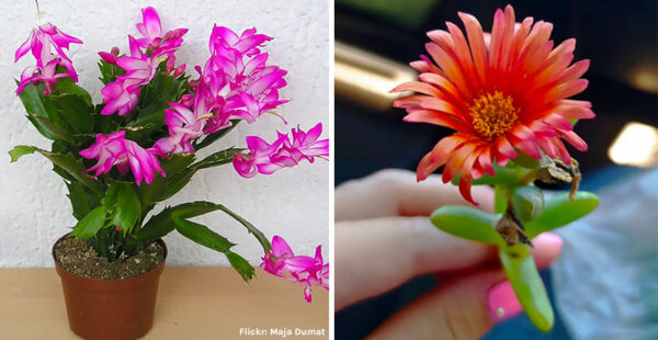 Como hacer que florezca una suculenta