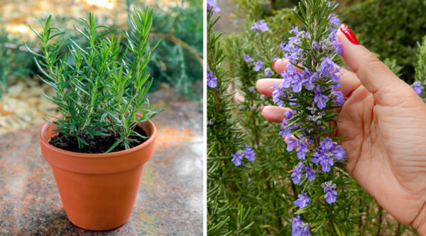 Como lograr que florezca la planta de romero