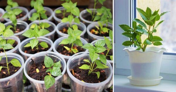 Como plantar, cuidar y cosechar un laurel en casa