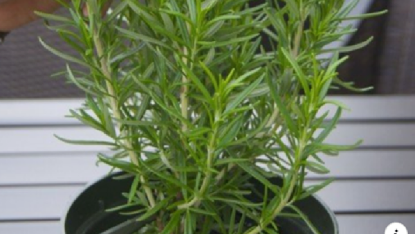 Como producir romero en casa.