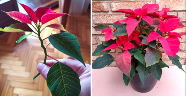 Como reproducir la Flor de Pascua a partir de una sola ramita