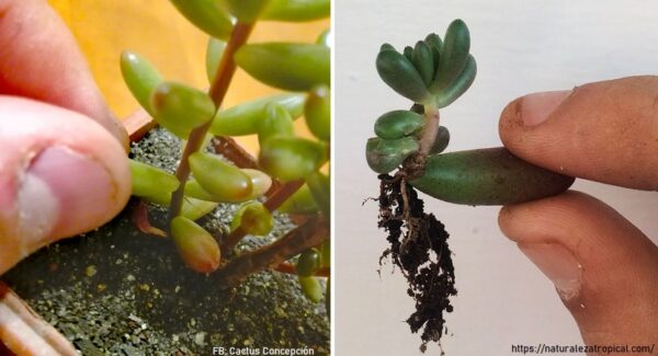 Como reproducir suculentas por esqueje y tallo
