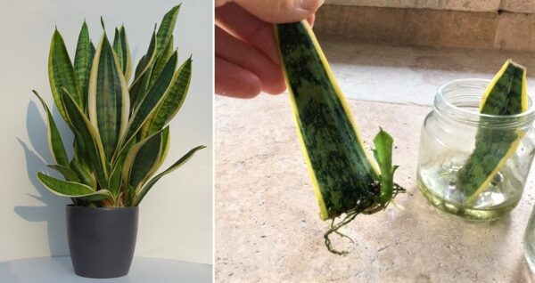 Como reproducir una Lengua de Suegra a partir de una hoja