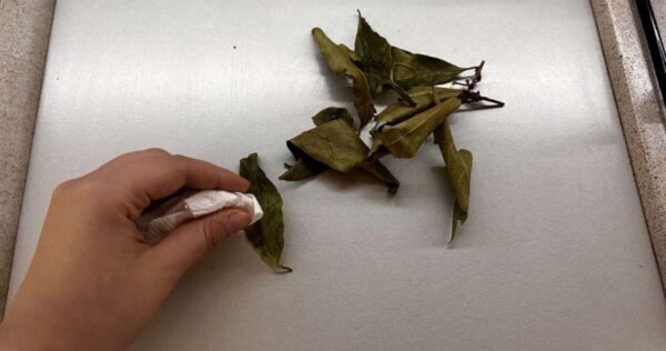 Con 3 hojas de esta fragante planta alejarás cualquier insecto de tu hogar