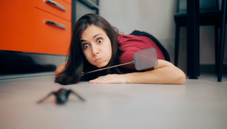 No más insectos en la casa