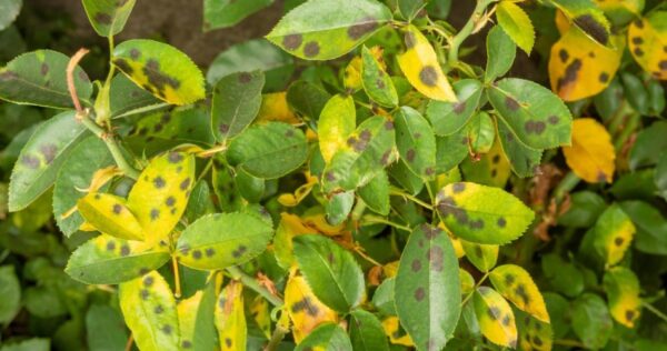 ¡Con esta antigua decocción ningún hongo atacará más a tus plantas! ¡Puedes apostar!