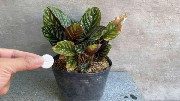 Con esta cápsula todas tus flores se mantendrán frescas durante más de un año