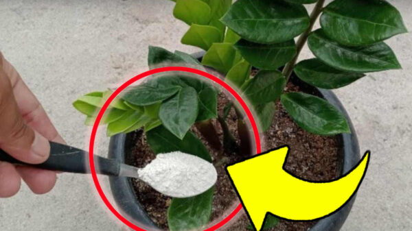 ¡Con este fertilizante natural para plantas finalmente todo florecerá visiblemente!