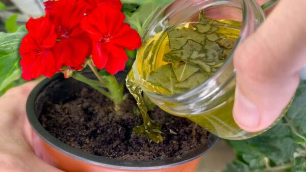 Con este método se revigoriza hasta la flor más podrida y amarillenta