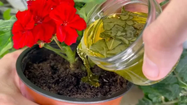 Con este método se revigoriza hasta la flor más podrida y amarillenta