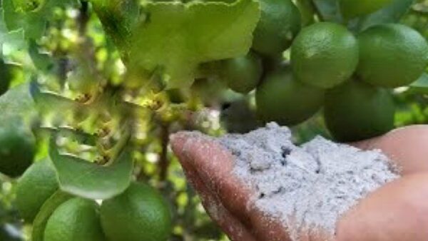 Con este polvo tendrás una cosecha exagerada: el vecindario querrá saber el secreto