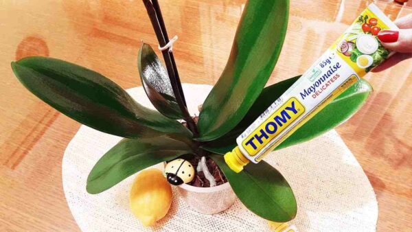 Con este tratamiento la orquídea estará exuberante y florecerá durante años.