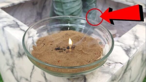 Con esto eliminas mosquitos, jejenes e insectos de tu hogar en 5 minutos: mételo en la cocina