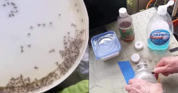 Con estos 4 objetos que tienes en tu cocina podrás decirle adiós a los mosquitos: desaparecen