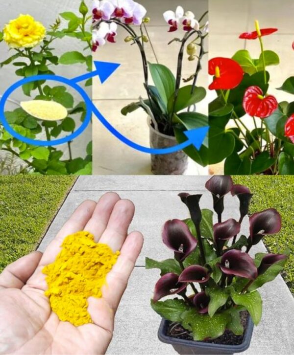 “Con solo una cucharada, ¡todas tus plantas tendrán cada vez más flores!”