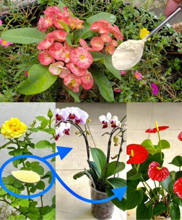“Con solo una cucharada, ¡todas tus plantas tendrán cada vez más flores!”
