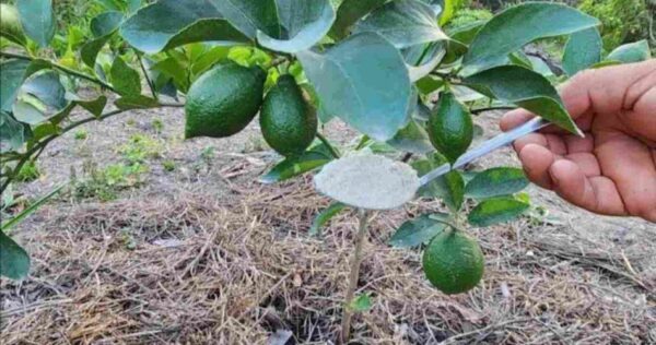 Con tan solo una cucharada de este ingrediente el limonero florecerá sin fin