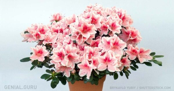 Conoce las mejores plantas purificadoras de interiores