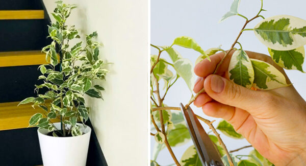 Conoce los 5 cuidados que requiere un Ficus