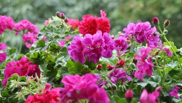 ¡Consejo para estimular tus geranios después del invierno!