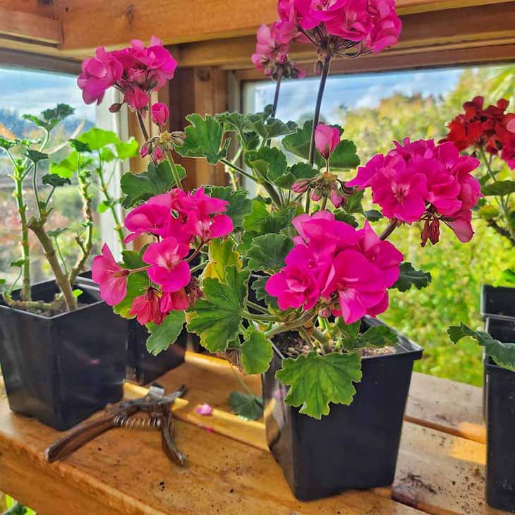 sacar los geranios de invierno