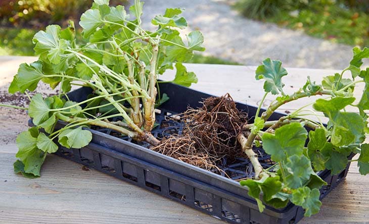 geranios en invierno