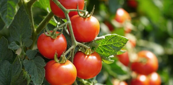 Consejo: ¿por qué poner sal al pie de tus plantas de tomate?