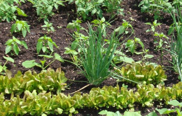 Consejos para alimentar a tu familia todo el año con tu huerto