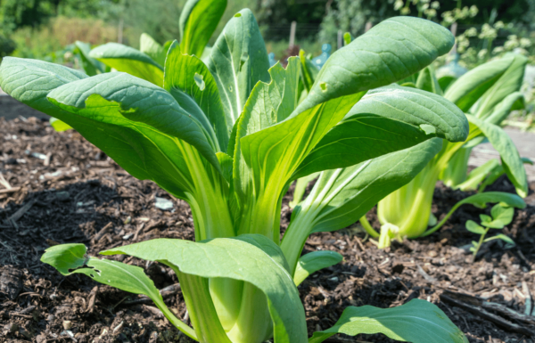 Consejos para cultivar Bok Choy en tu jardín