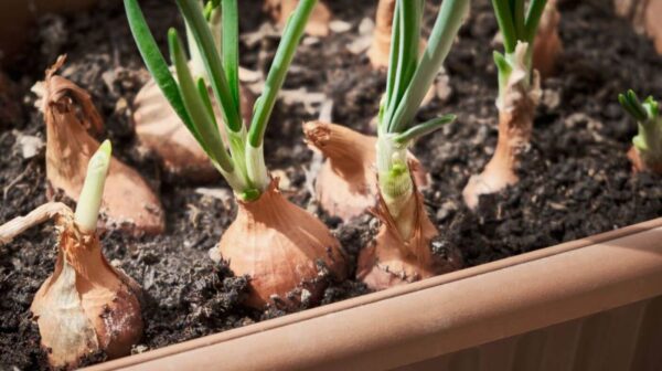 Consejos para cultivar cebollas en macetas.