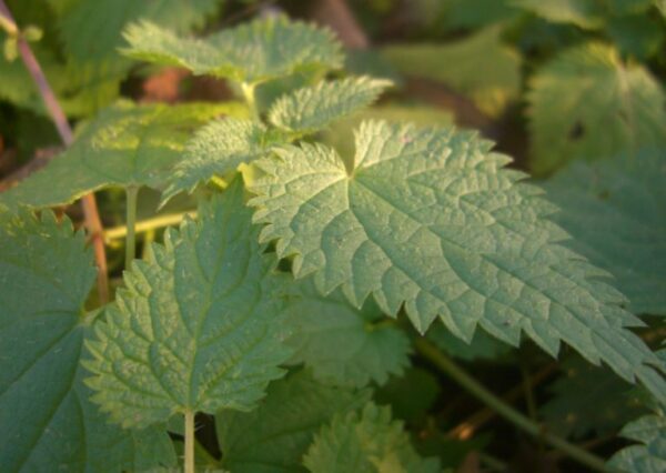 Consejos para cultivar ortigas en tu jardín