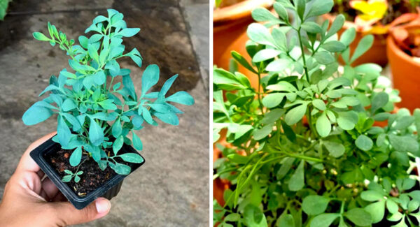 Consejos para plantar ruda en tu casa
