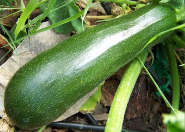 Consejos sobre cómo cultivar calabacín