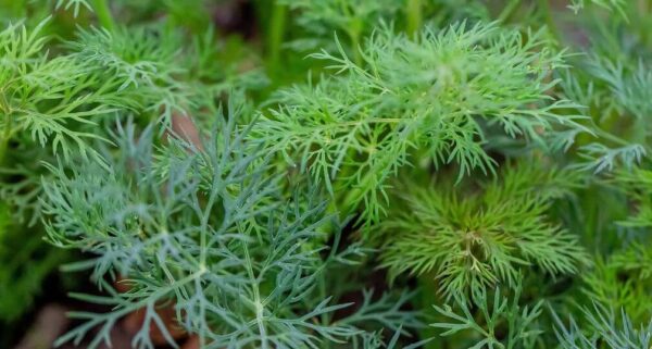 Consejos sobre cómo cultivar eneldo