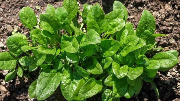Consejos sobre cómo cultivar espinacas en tu jardín