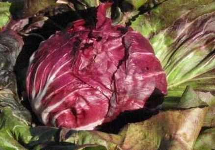 Consejos sobre cómo cultivar radicchios