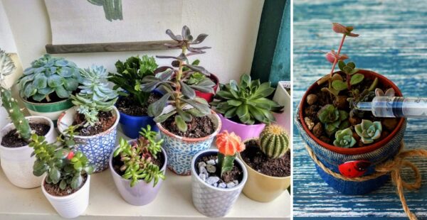 Consejos y trucos para evitar que las suculentas se sequen al viajar