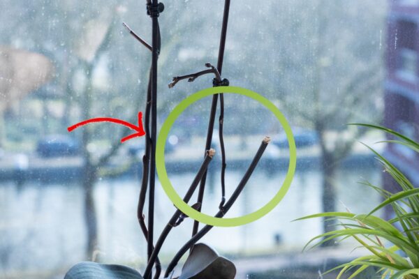 Cortar el tallo descolorido de la orquídea: ¡cómo hacerlo correctamente para una floración espectacular!