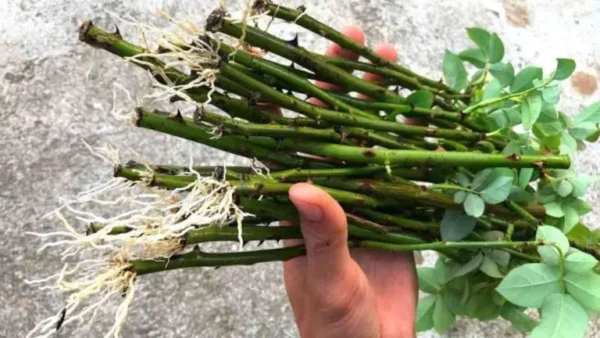 Cortar un rosal en la arena: cuándo y cómo