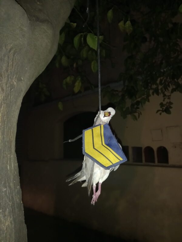 Córdoba: Encontraron una paloma muerta con una insignia policial y una bala en el pico