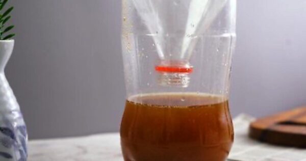 Crea esta trampa mortal para mosquitos sin coste: te librarás del problema