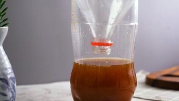 Crea esta trampa mortal para mosquitos sin coste: te librarás del problema