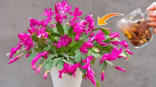 Crea un potente fertilizante para tus plantas con un solo ingrediente