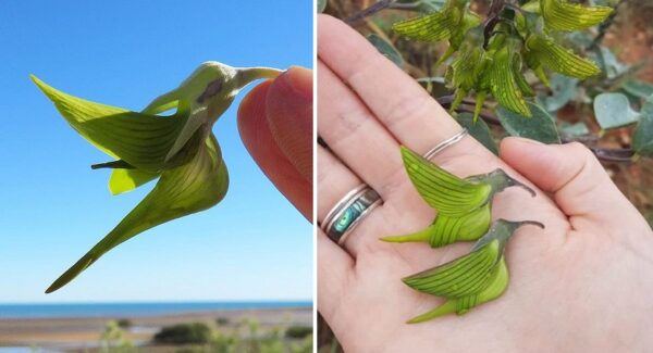 Crotalaria cunninghamii: La planta con flores que parecen colibrís