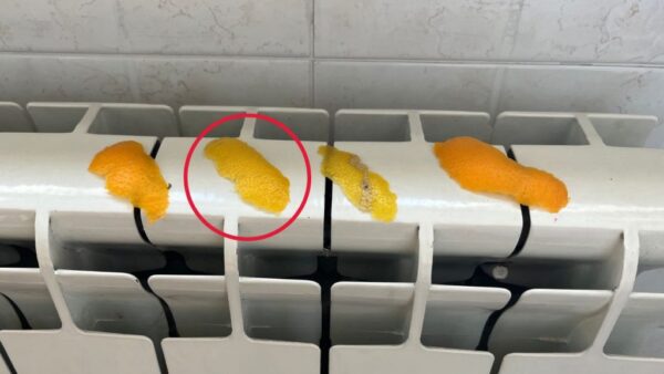 Cáscaras de cítricos en los radiadores: lo que sucede es sorprendente